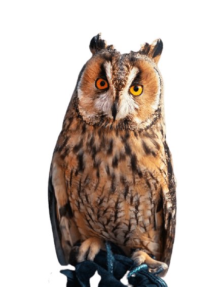 owl-19