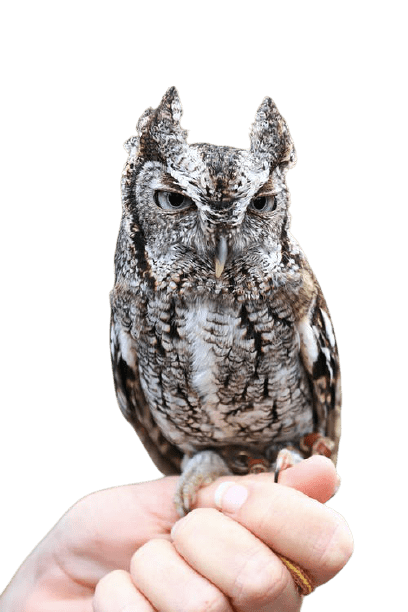 owl-23