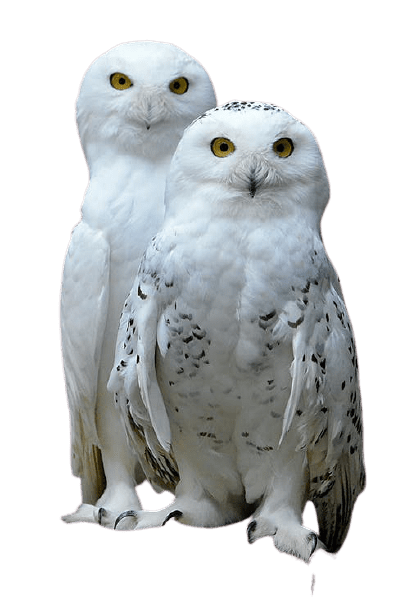 owl-24
