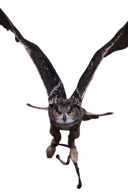 owl-26