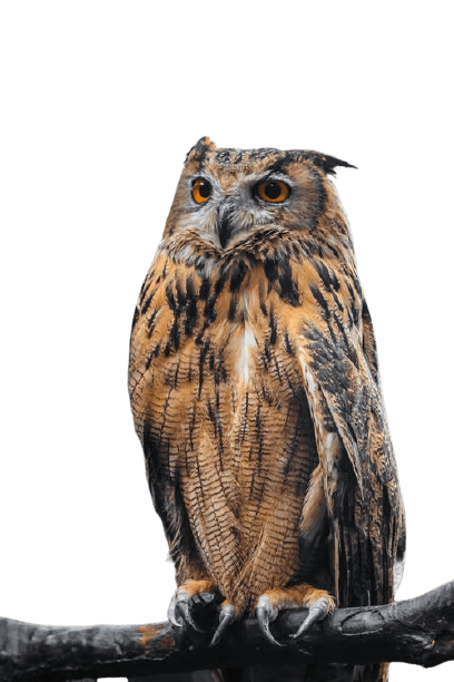 owl-27