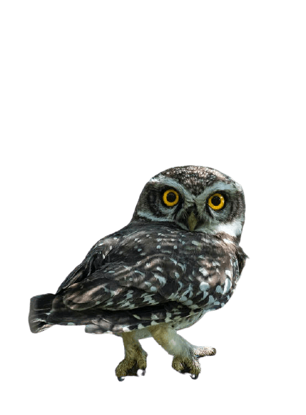 owl-28