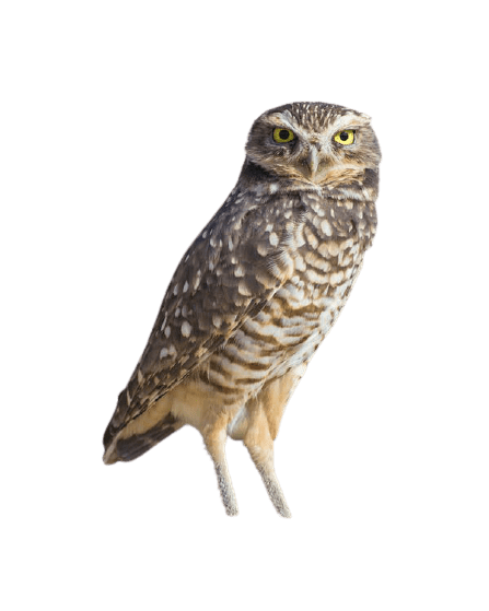 owl-30