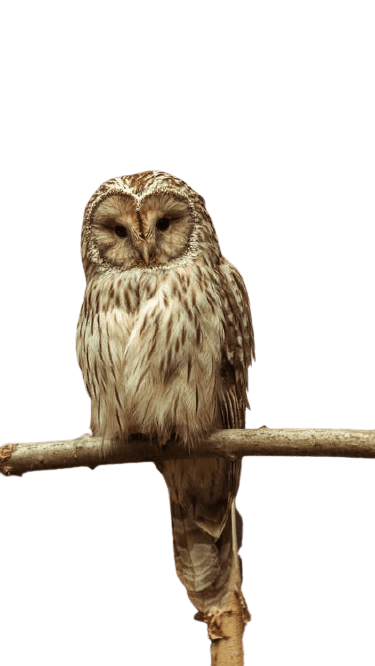 owl-32