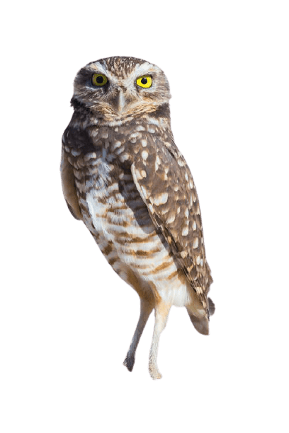 owl-33