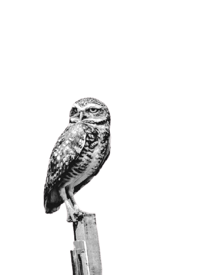 owl-35