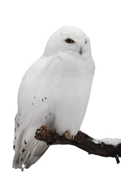 owl-37