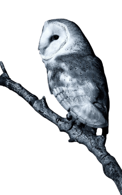 owl-39