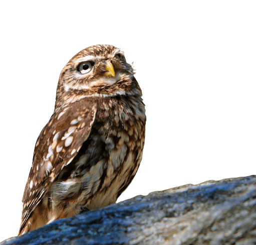 owl-4