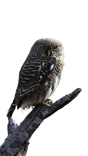 owl-40