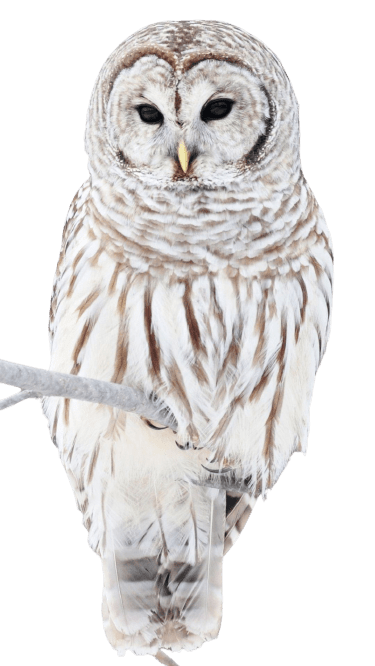 owl-41