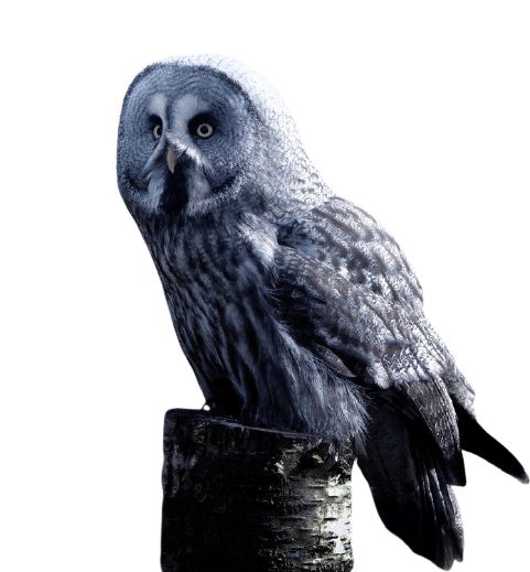 owl-5