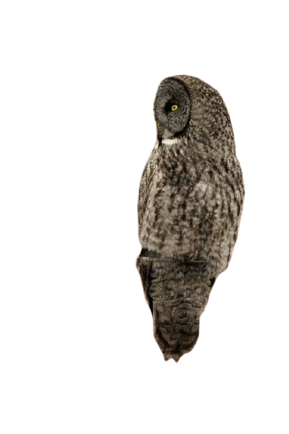 owl-7