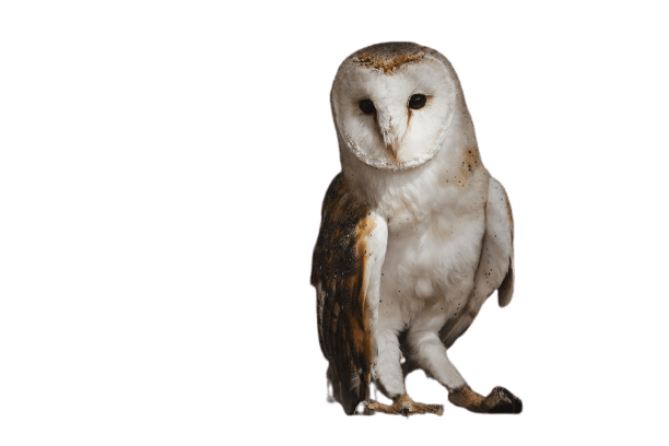 owl-8