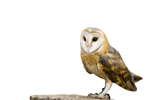 owl-9