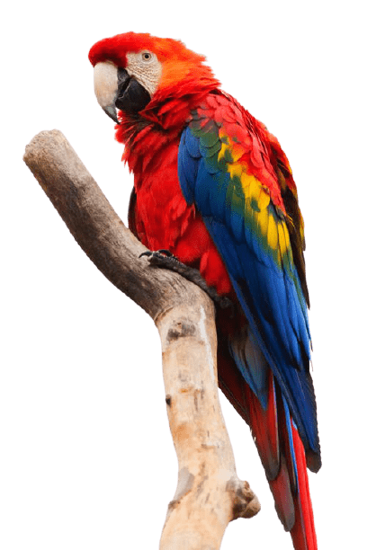 parrot-1