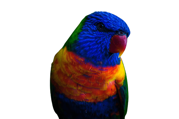 parrot-10