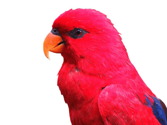 parrot-11