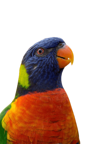 parrot-12