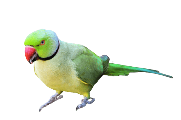 parrot-15