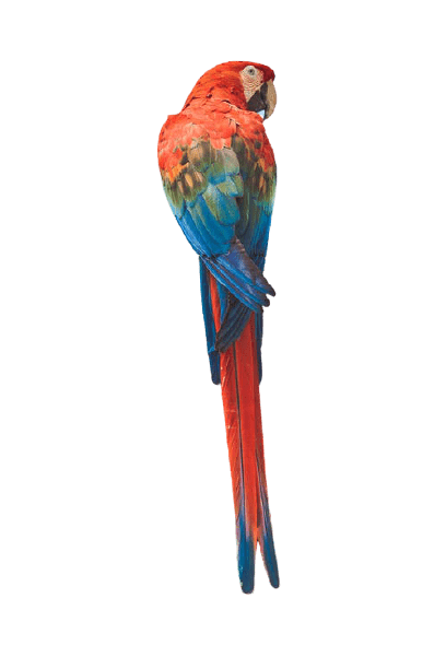 parrot-16