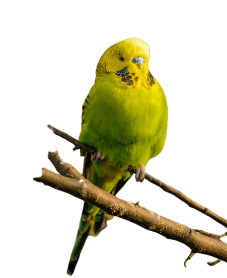 parrot-17