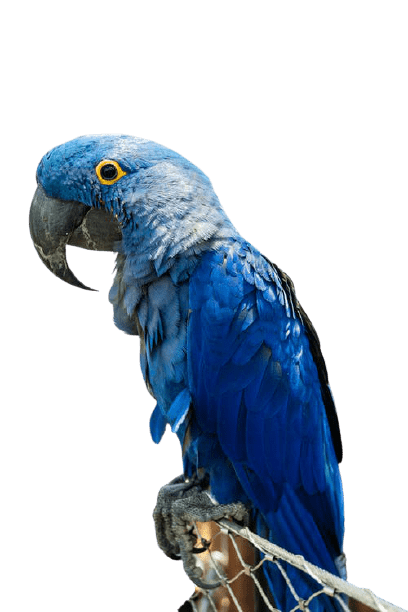 parrot-18