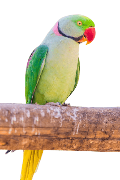 parrot-19
