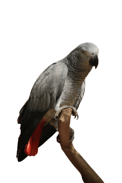 parrot-20