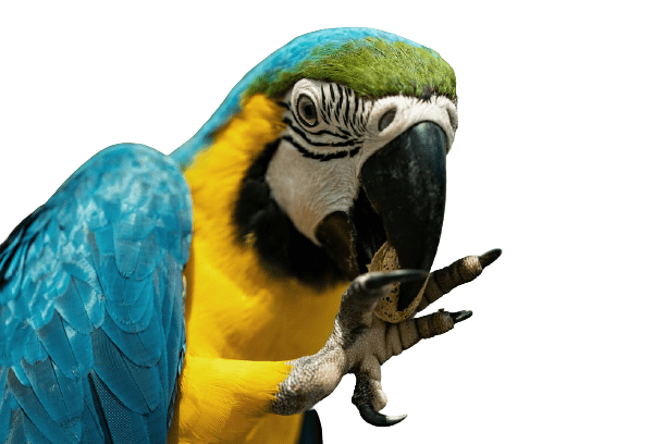 parrot-22