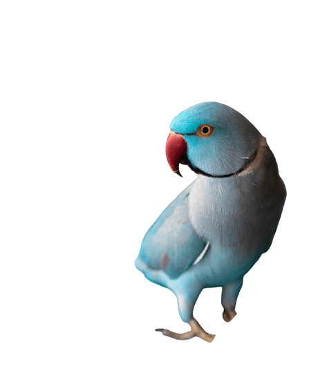 parrot-24