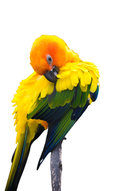parrot-25