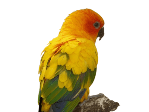 parrot-27