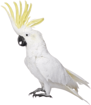 parrot-28
