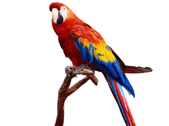 parrot-3