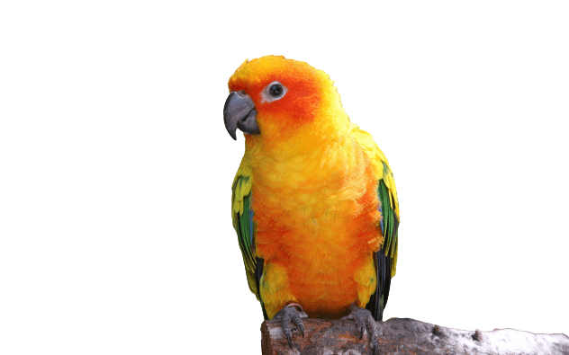 parrot-31