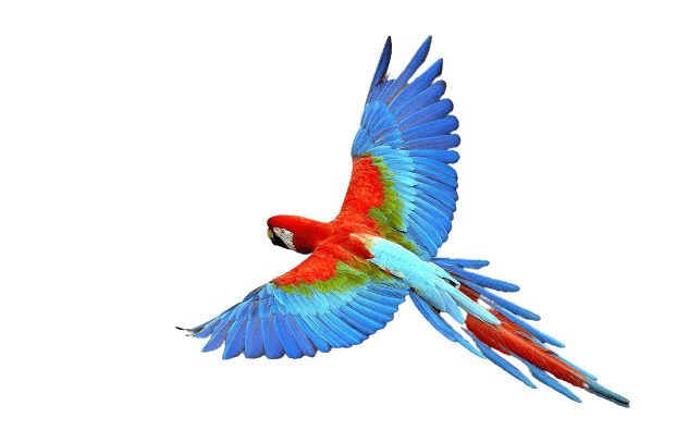 parrot-32