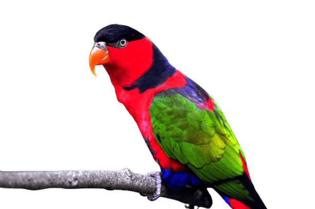 parrot-33