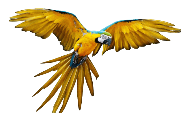 parrot-34