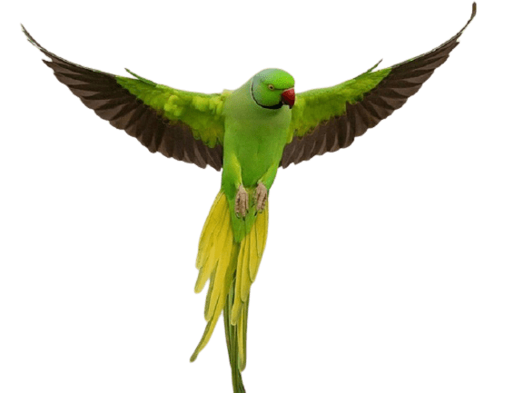 parrot-35