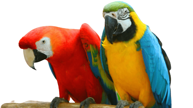parrot-38