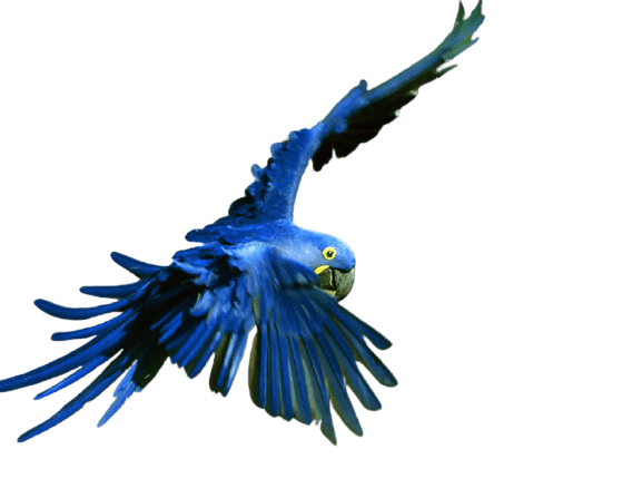 parrot-39