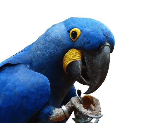parrot-4