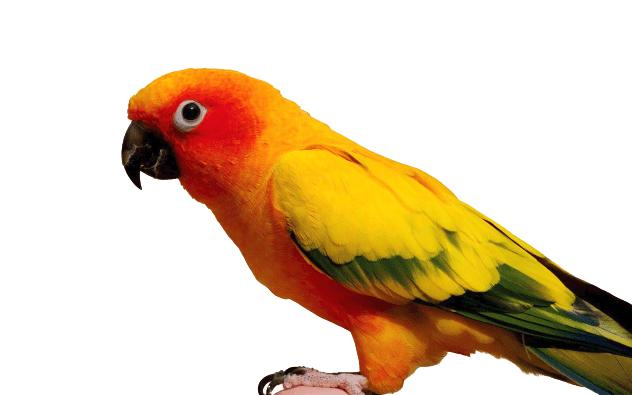 parrot-43