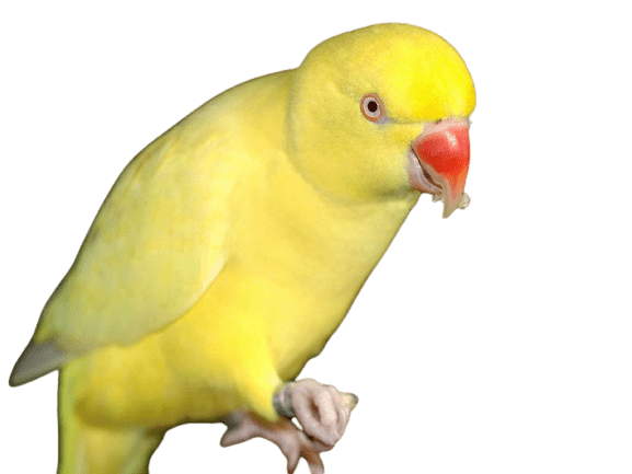 parrot-45
