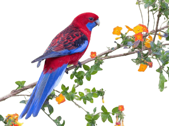 parrot-47