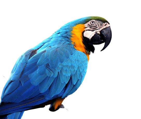 parrot-7
