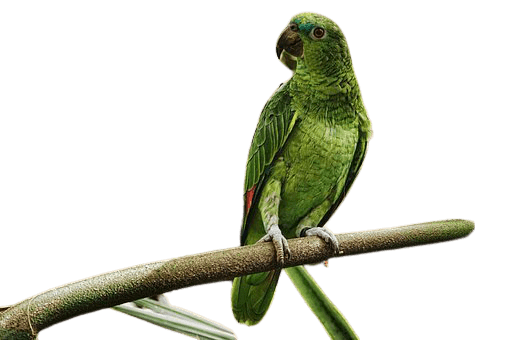 parrot-8