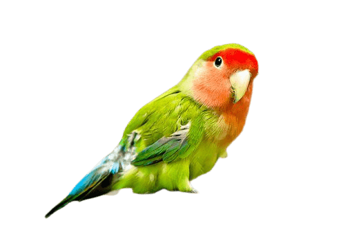 parrot-9