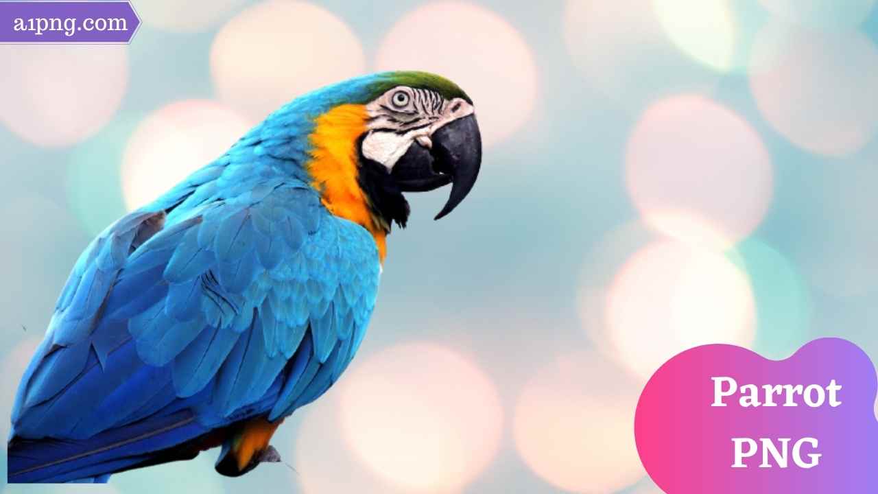 parrot-png